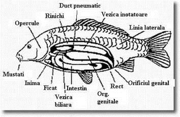 peste mare